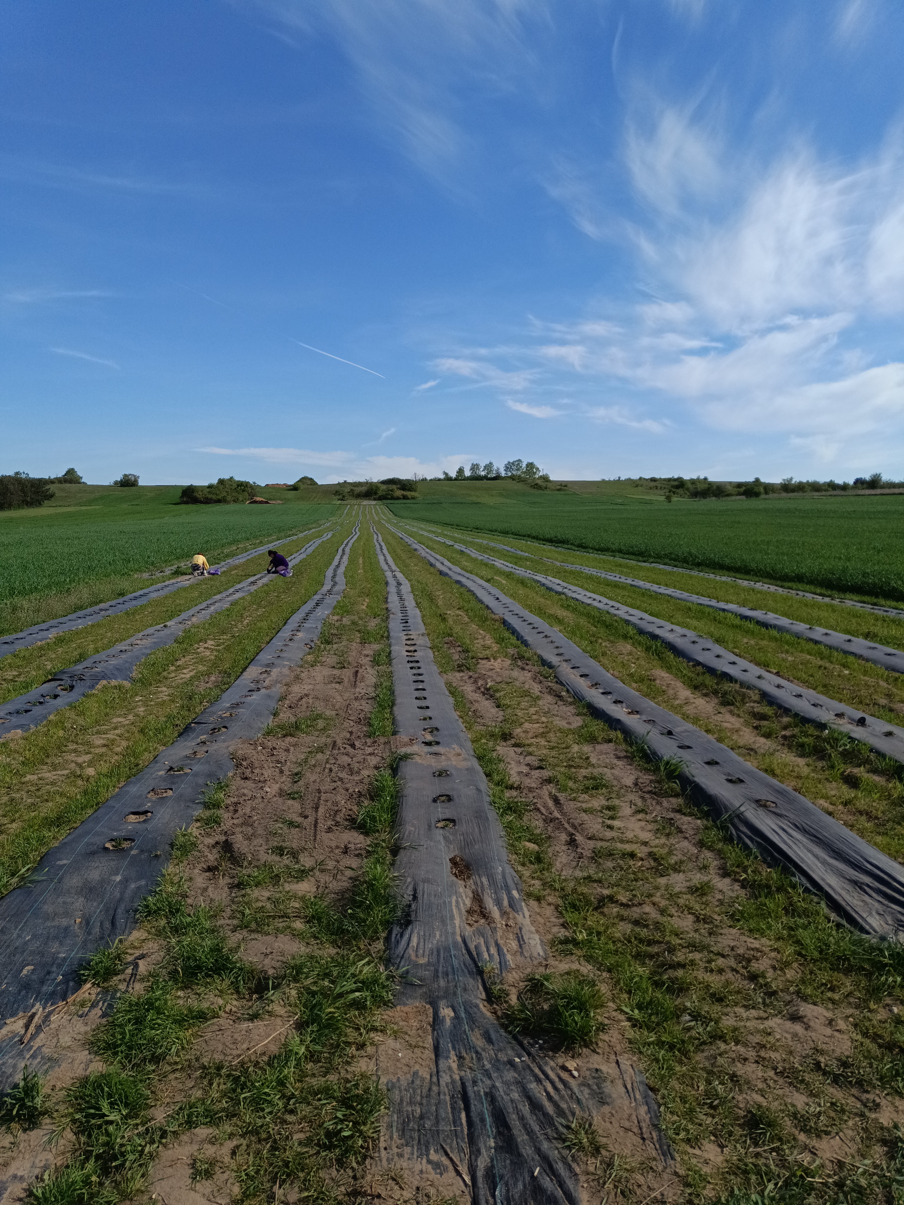 Powiększona plantacja Blavender, osiem tysięcy nowych krzewów lawendy