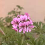 geranium kwiat olejek naturalny blavender