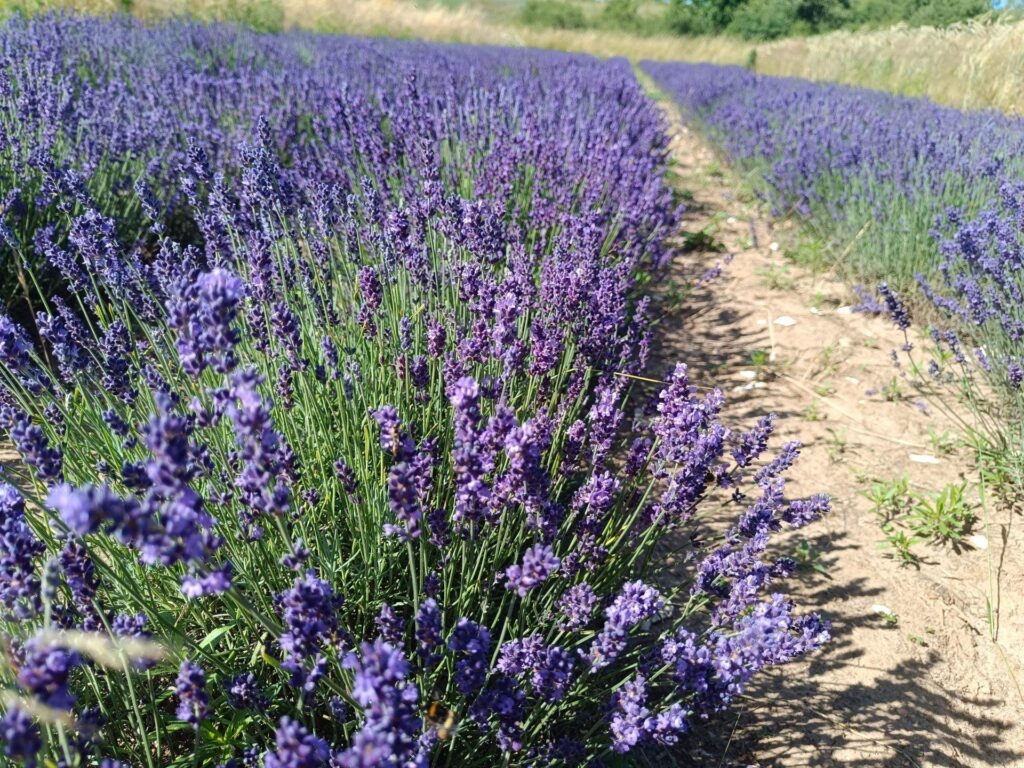 nasza plantacja lawendy
